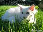 white female in garden